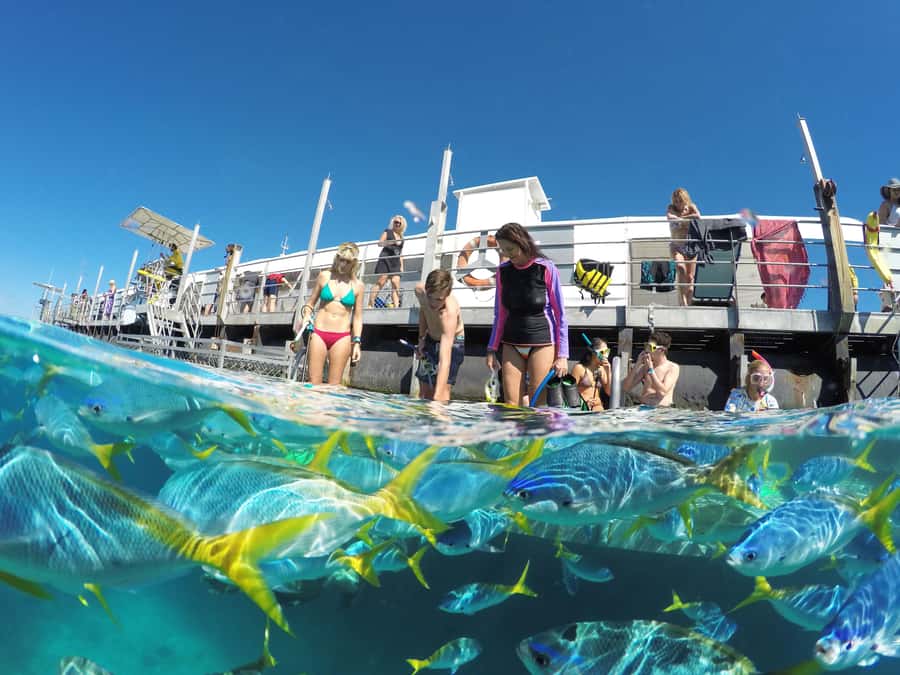 Cairns: Great Barrier Reef and Fitzroy Island Boat Tour - Price and value: what $208 buys you, and what costs extra