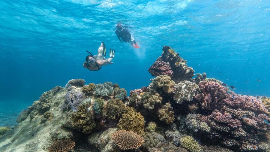 Cairns: Great Barrier Reef Full-Day Tour - Key Things I’d Bet On