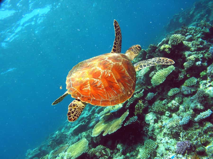 Cairns: Great Barrier Reef Half-Day Snorkelling Tour - Price and value: what $126 buys you for half a day