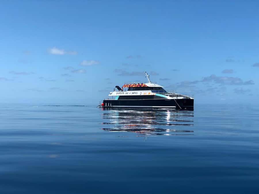 Cairns: Great Barrier Reef Premium Diving Full Day Tour - Coral gardens and bommies: what you can realistically spot