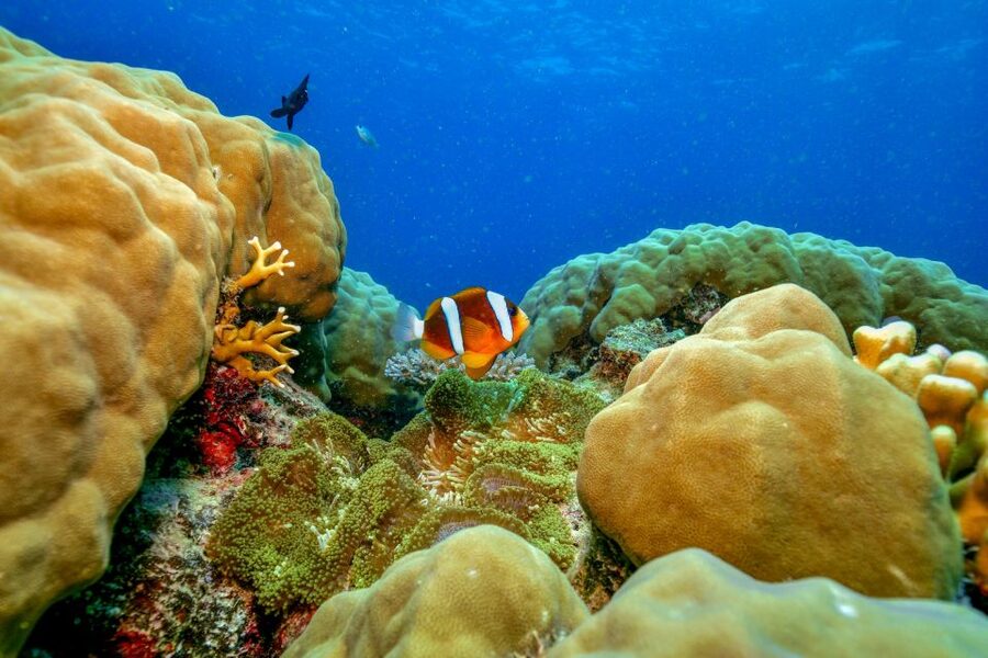 Cairns: Great Barrier Reef Premium Diving Full Day Tour - Optional scuba: intro sessions and certified programs