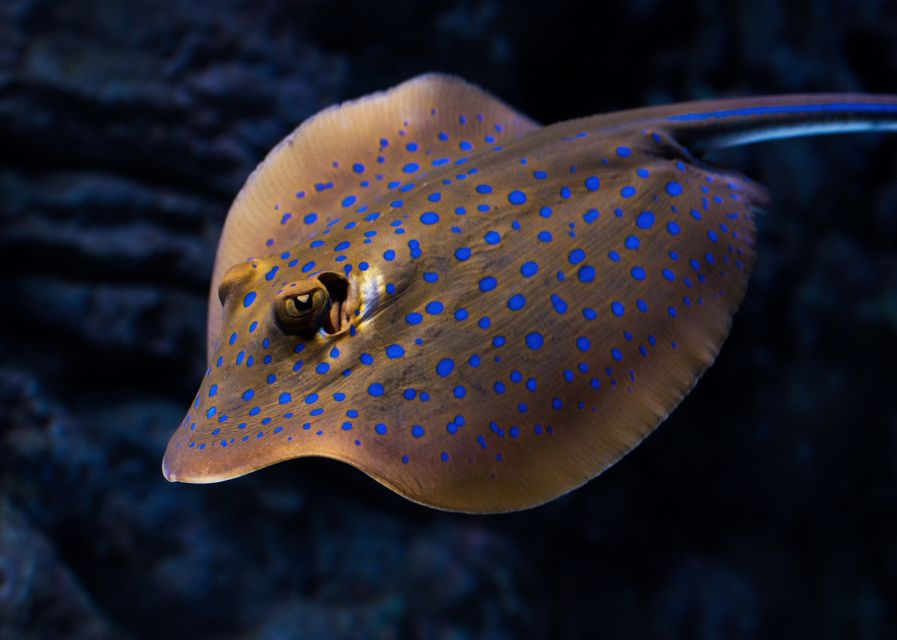 Cairns: Guided Twilight Tour of the Aquarium - Reef Fish at Dusk, Coral Caves and Colour That Has a Job