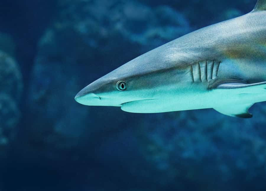 Cairns: Guided Twilight Tour of the Aquarium - Dundee Restaurant Dinner Option, Turning a Tour Into a Full Evening