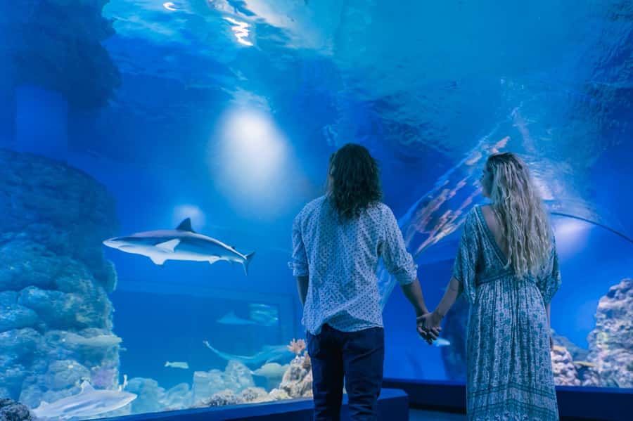 Cairns: Guided Twilight Tour of the Aquarium - What to Expect, From Meeting the Guide to the Last Tank