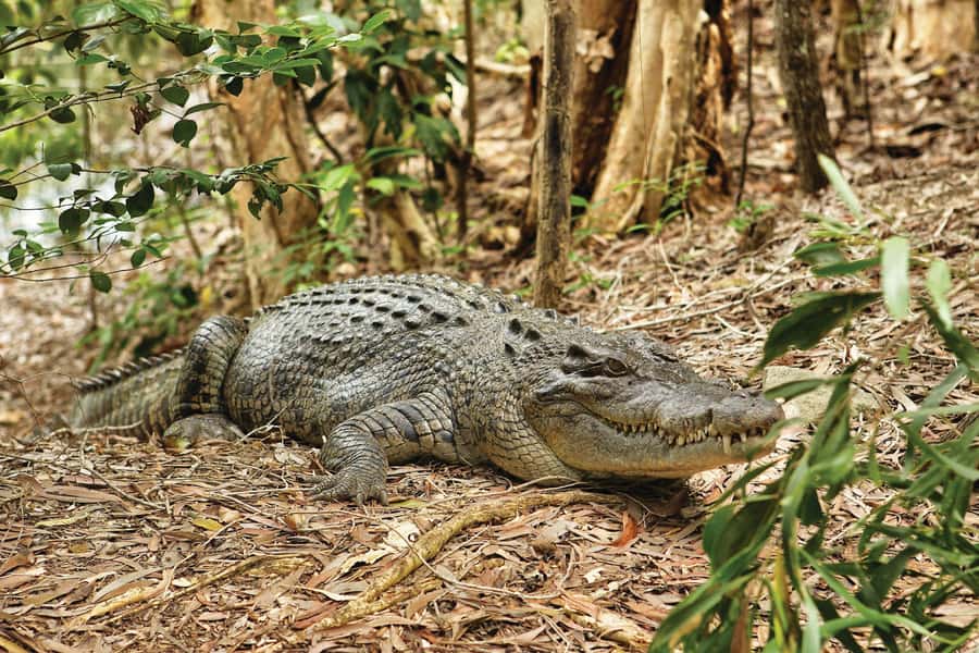 Cairns: Hartley's Crocodile Adventures Visit with Transfer - Arriving at Hartley’s: Woodlands, Rainforest Paths, and Easy Walking