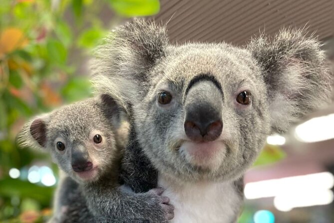 Cairns Koalas & Creatures at the Pier - Key things to know before you go