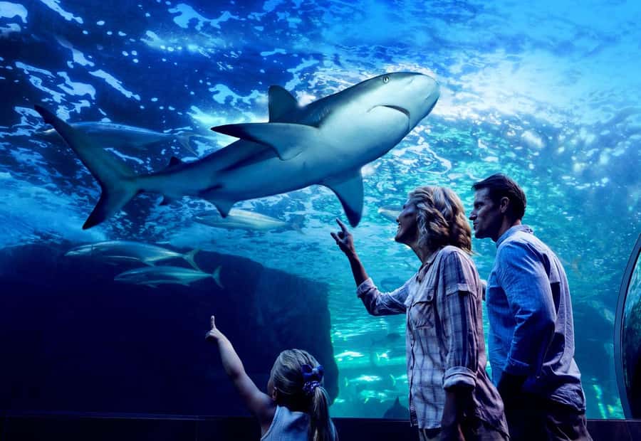 Cairns: Night at the Aquarium Guided Tour & 2 Course Dinner - From rainforest nights to mangrove edges