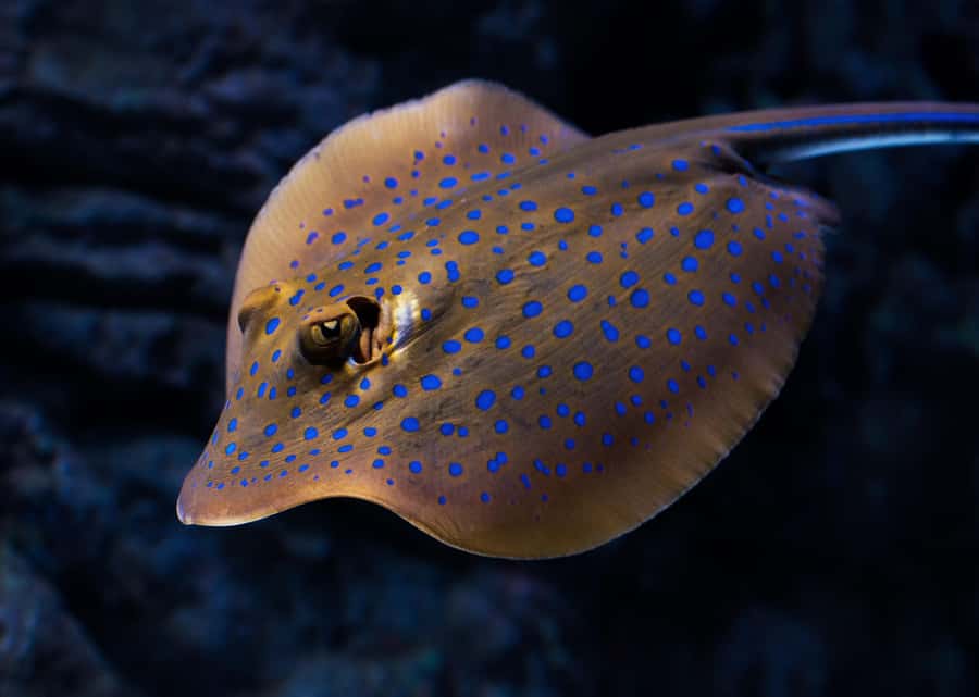 Cairns: Night at the Aquarium Guided Tour & 2 Course Dinner - Price in Cairns: $102 per person, and what you’re really paying for