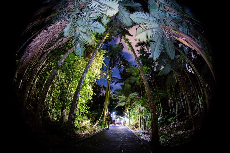 Cairns: Night Walk in Cairns Botanic Gardens - Getting Oriented at Collins Ave, Then Walking Into Darkness