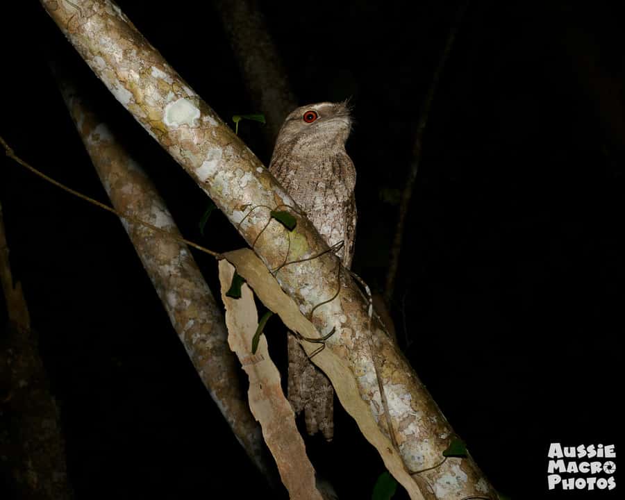 Cairns: Night Walk in Cairns Botanic Gardens - Creepy-Crawlies With a Purpose: Spiders, Stick Insects, Beetles, Moths