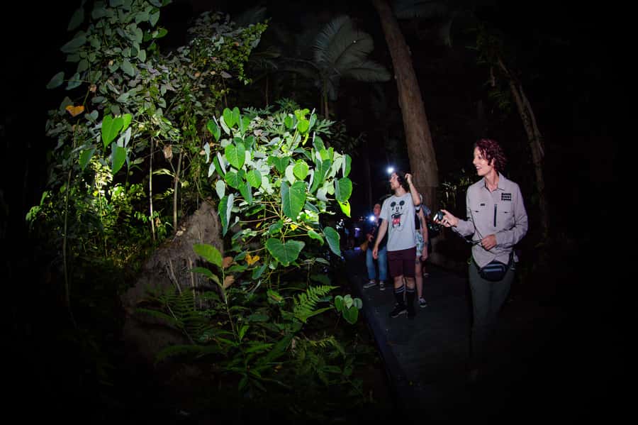 Cairns: Night Walk in Cairns Botanic Gardens - The Seasonal Boardwalk Route and the Value of Habitat Stops