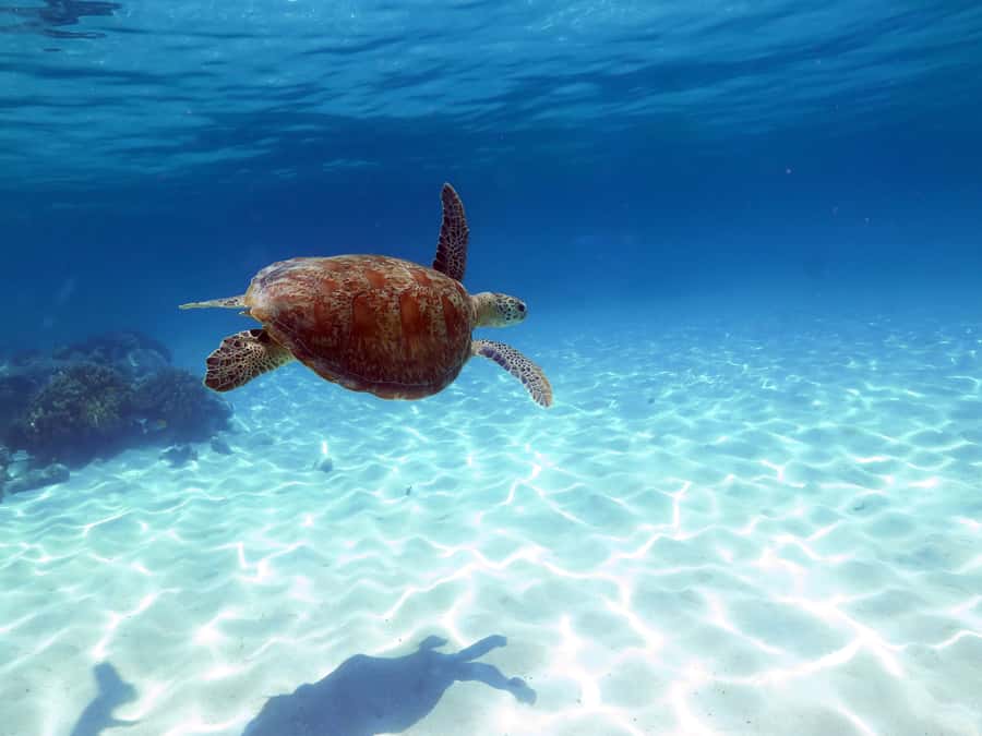 Cairns: Ocean Spirit Great Barrier Reef Full Day Tour - Key Takeaways Before You Go