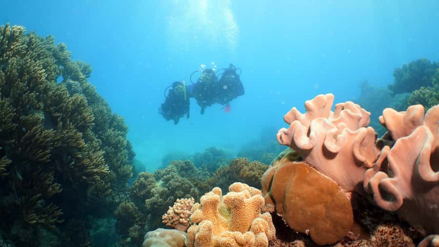 Cairns: Ocean Spirit Great Barrier Reef Full Day Tour - Who Should Book This Great Barrier Reef Full-Day Tour