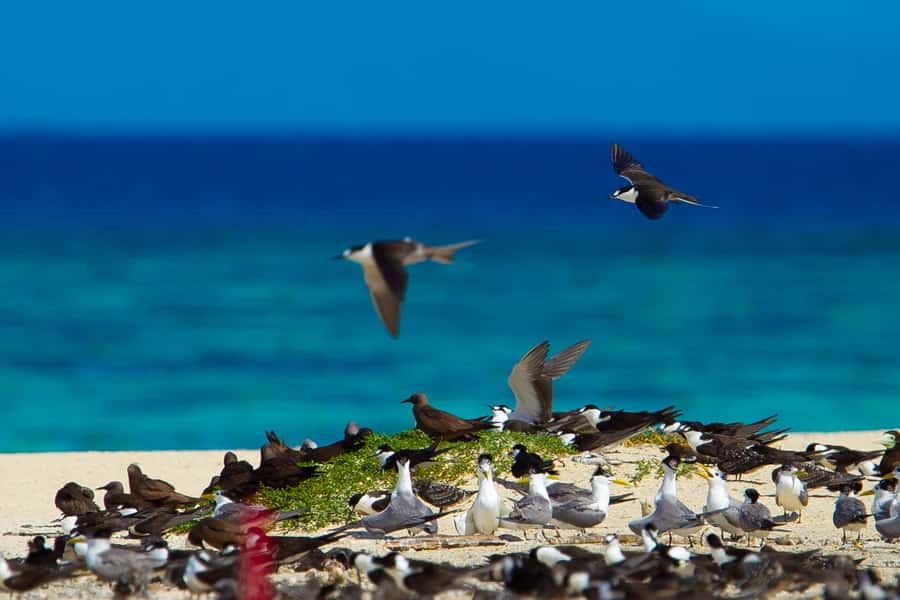 Cairns: Ocean Spirit Great Barrier Reef Full Day Tour - Michaelmas Cay National Park: The 4-Hour Wildlife Stop