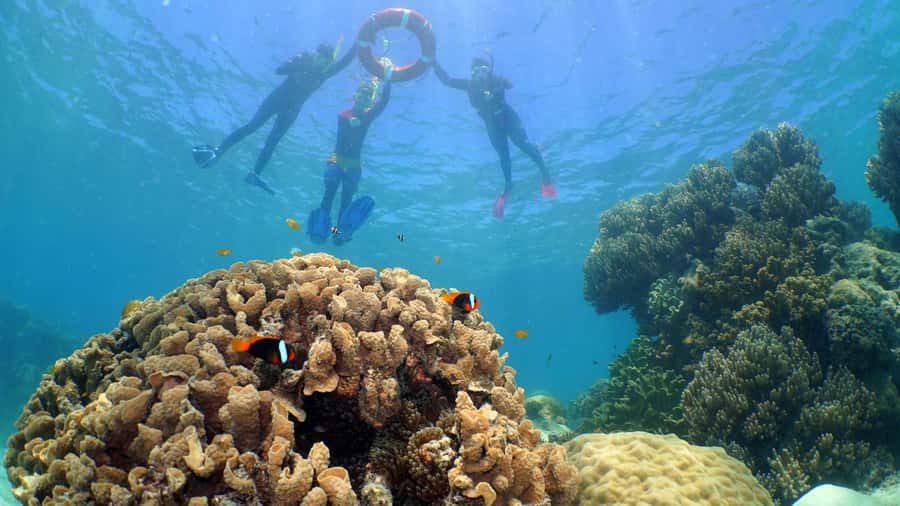 Cairns: Ocean Spirit Great Barrier Reef Full Day Tour - Optional Intro Scuba Session: Who It’s For, and Who Should Skip It