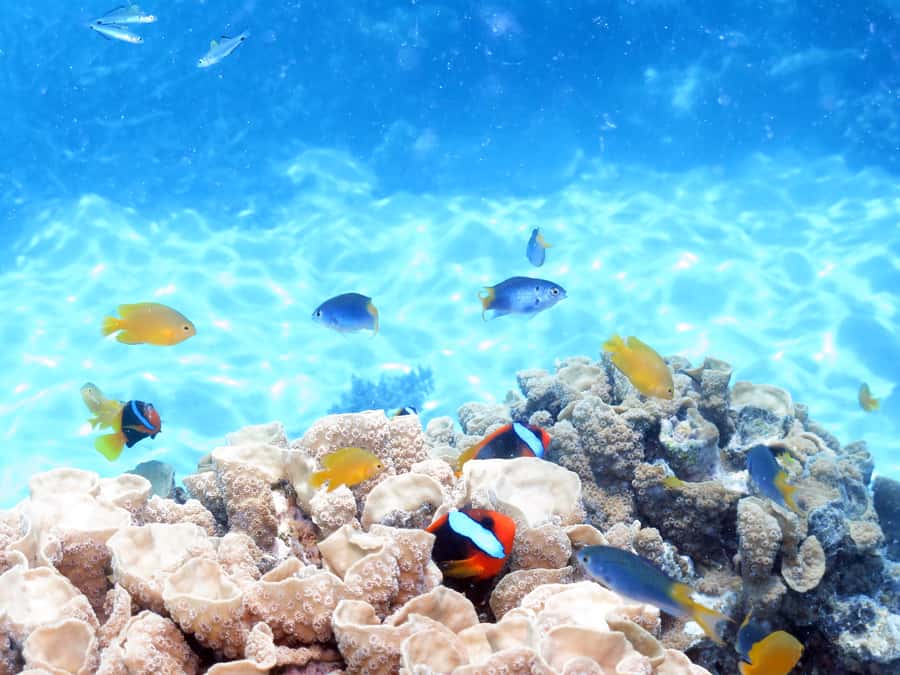 Cairns: Ocean Spirit Great Barrier Reef Full Day Tour - Price and Value: $182 for a Full Day That Covers the Basics Well