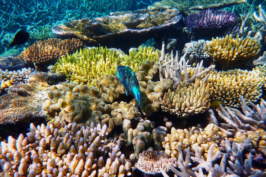 Cairns: Outer and Coral Cay Snorkel and Dive Cruise - Wonder Wall on Upolu Reef: wall-style snorkelling you can do with ease