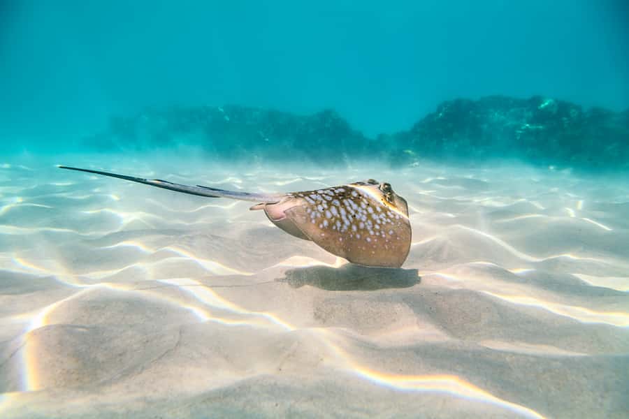 Cairns: Outer and Coral Cay Snorkel and Dive Cruise - Your long lunch break on the water: the smorgasbord is part of the experience