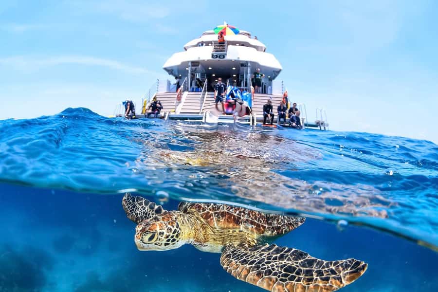 Cairns: Outer Great Barrier Reef Full-Day Tour with Lunch - Key highlights worth planning around