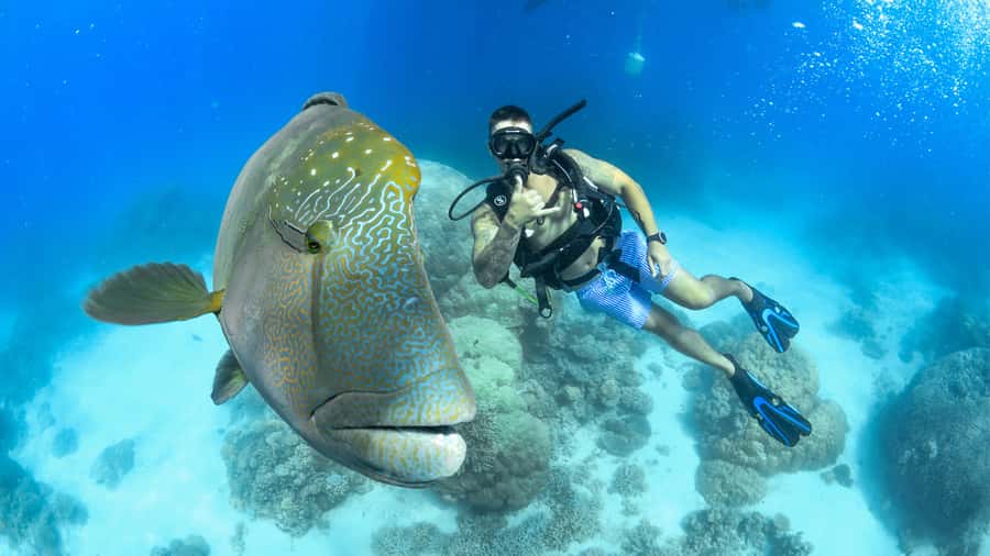 Cairns: Outer Great Barrier Reef Full-Day Tour with Lunch - The return cruise: wine, cheese, biscuits, and decompression time