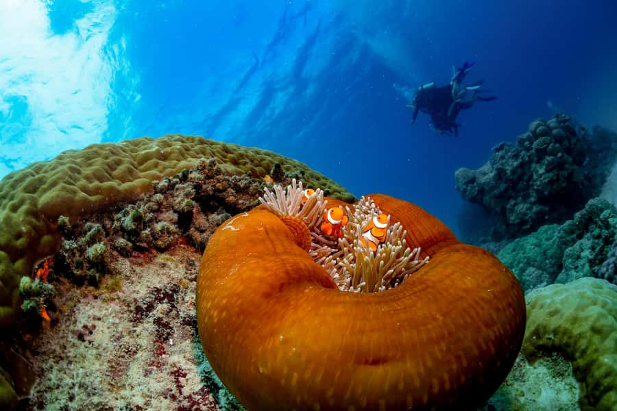 Cairns: Outer Great Barrier Reef Full-Day Tour with Lunch - Who this tour suits best