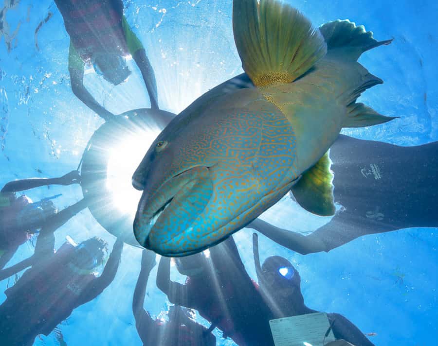 Cairns: Outer Great Barrier Reef Pontoon with Activities - Lunch on board: what you should expect