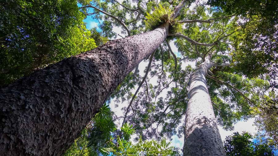 Cairns: Paronella, Lake Barrine & Millaa Millaa Falls Tour - What to Bring So You Actually Enjoy Every Stop