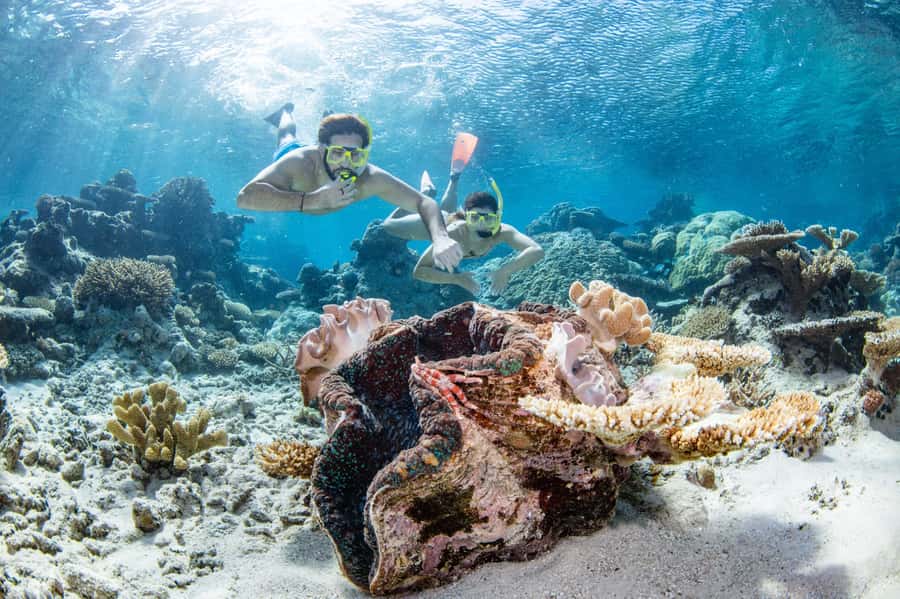 Cairns: Silverswift 3 Great Barrier Reef Sites in 1 Day - Key Reef Day Highlights to Know Before You Go