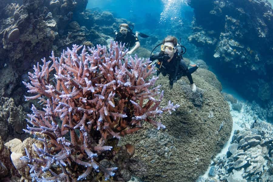 Cairns: Silverswift 3 Great Barrier Reef Sites in 1 Day - Silverswift Comfort: Why Small Onboard Details Matter