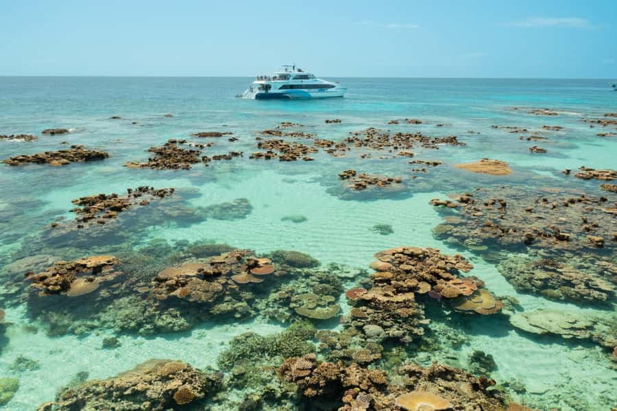 Cairns: Silverswift 3 Great Barrier Reef Sites in 1 Day - Price and Value: Is $209 Worth It?