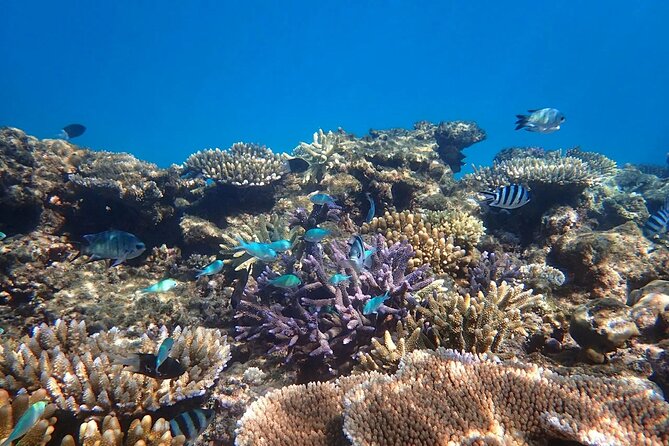 Cairns: Small Group | Outer Reef Snorkel & Dunk Island - Key things I’d highlight before you book