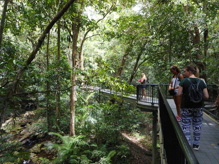 Cairns: Waterfall and Daintree Rainforest Tour - 2 Day Tours - Starting From Cairns: Easy Pickup and a Real Two-Day Itinerary