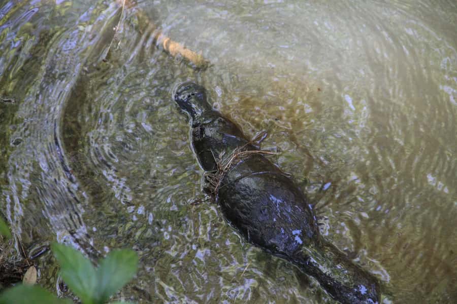 Cairns: Waterfall and Daintree Rainforest Tour - 2 Day Tours - Tour Pacing, Group Size, and What to Pack (so you enjoy the swims)