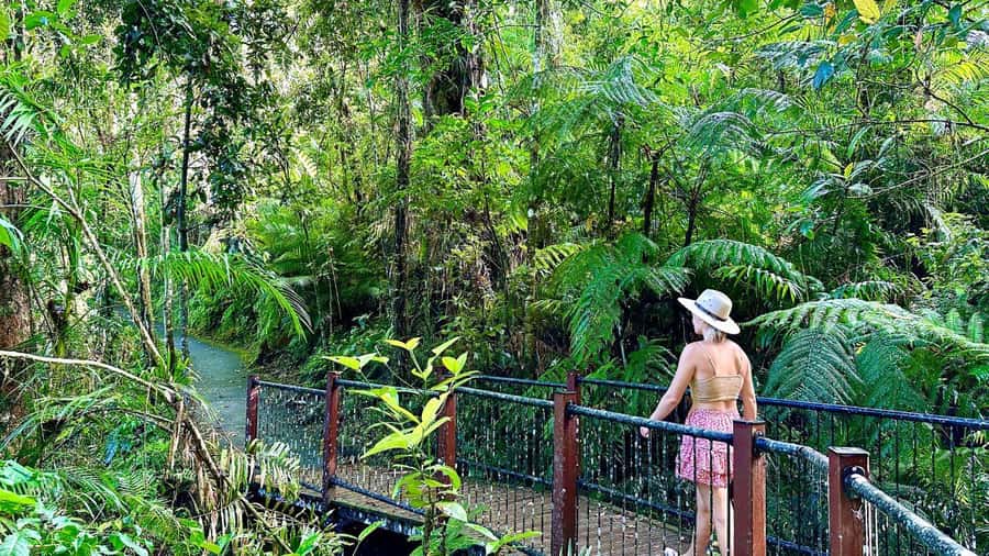 Cairns: Waterfall Tour with Lunch - Key things to know before you go
