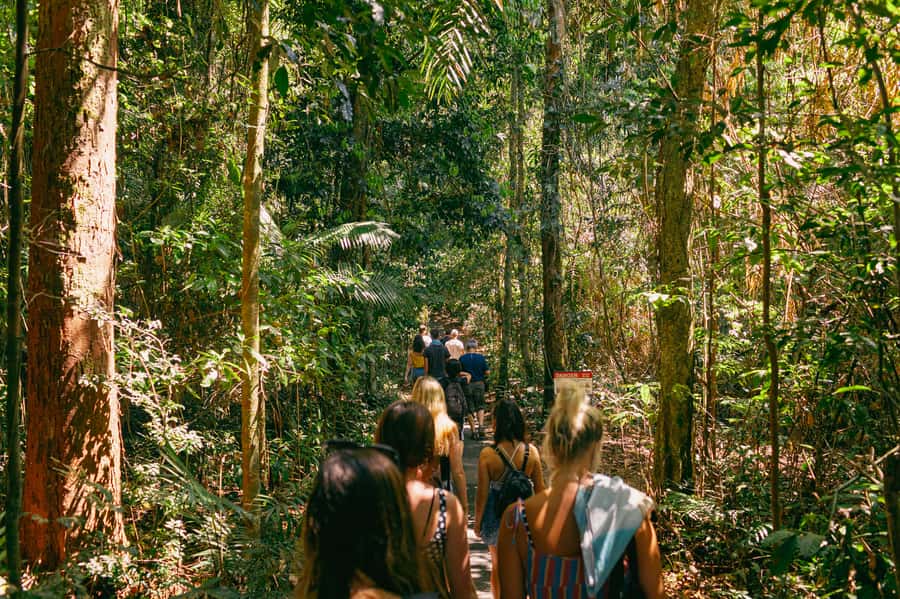 Cairns: Waterfall Tour with Lunch - Cathedral Fig Tree cultural presentation: what to watch for