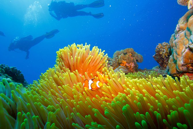 Calypso Outer Great Barrier Reef Cruise from Port Douglas - Intro Scuba for First-Timers, and Certified Scuba for the Prepared