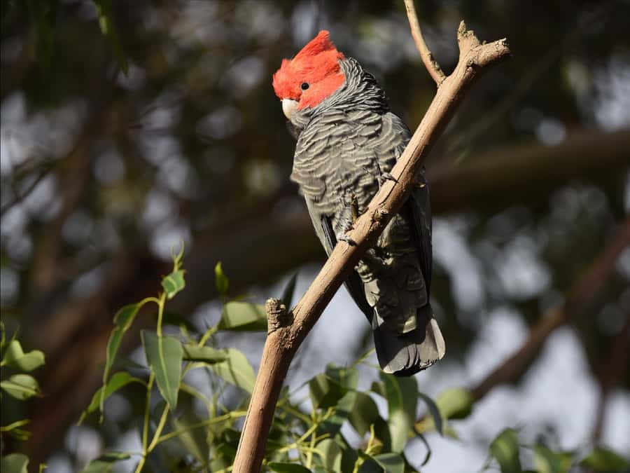 Canberra: Kangaroos and Koala Experience Tour - Key things I’d bank on