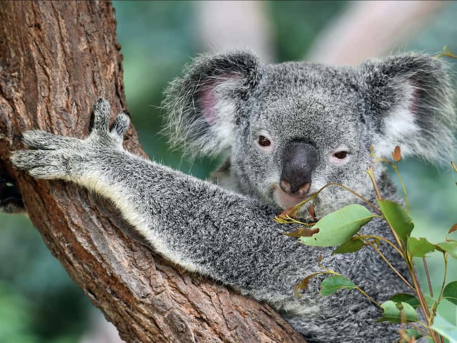 Canberra: Kangaroos and Koala Experience Tour - Timing: winter 1:00 PM vs summer 3:00 PM