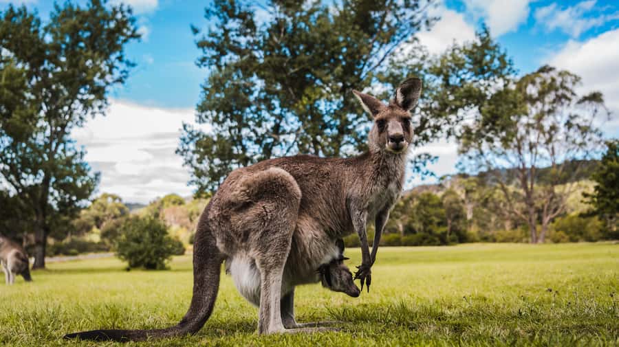 Canberra: Kangaroos and Koala Experience Tour - Kangaroo and joey moment: why it feels special