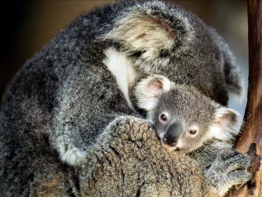 Canberra: Kangaroos and Koala Experience Tour - Deep Space Tracking Station: Australia’s role from Apollo to today