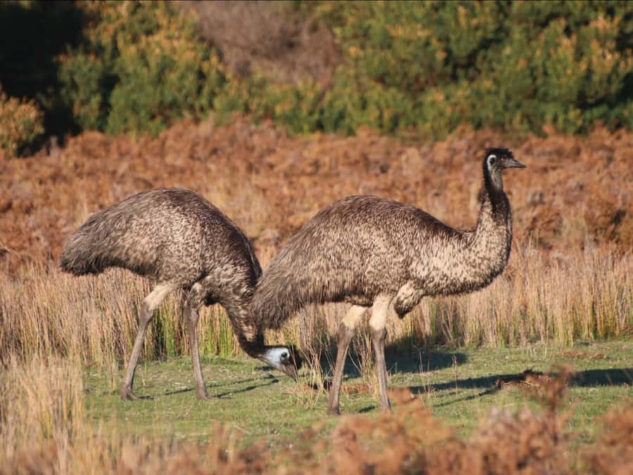 Canberra: Kangaroos and Koala Experience Tour - Pricing and value: is $95 worth it for this mix?