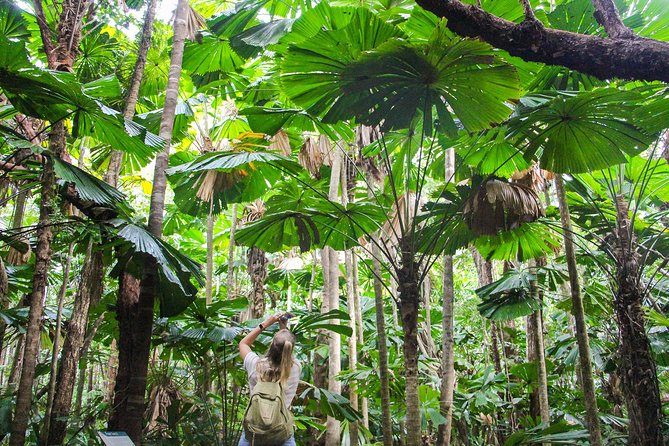 Cape Tribulation & Daintree Wilderness (TCT) - The long drive and why it still matters