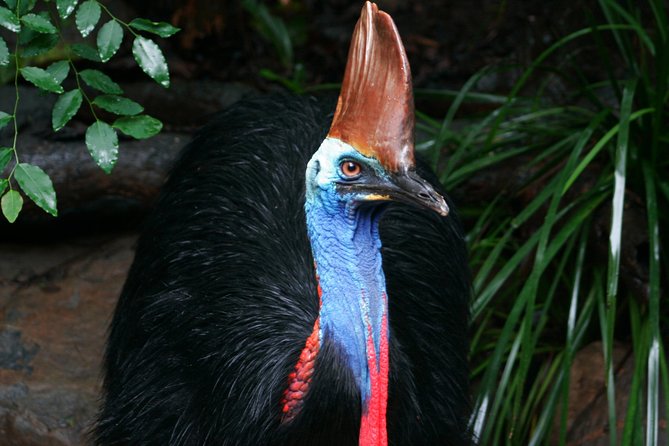 Cape Tribulation & Daintree Wilderness (TCT) - Getting started in Port Douglas: the wildlife park warm-up
