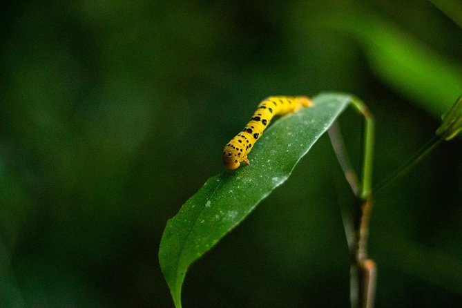 Cape Tribulation Day Tour - Key highlights you’ll actually feel on the ground