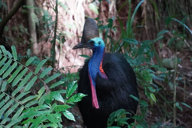 Cape Tribulation Day Tour from Cairns - The Start: 6:30 am Pickup and Why It Helps