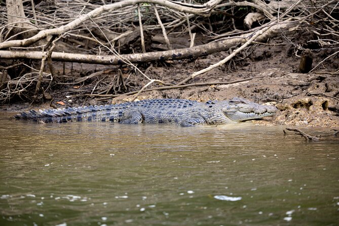 Cape Tribulation, Mossman Gorge, and Daintree Rainforest Day Trip - Key highlights worth getting excited about