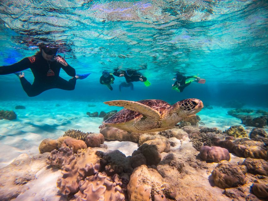 Cape Tribulation Ocean Safari - Great Barrier Reef Adventure - Mackay Reef snorkeling: two sites, two chances for the best encounters