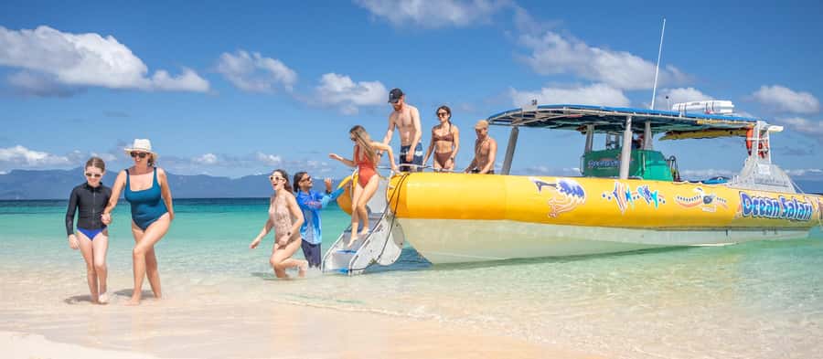 Cape Tribulation Ocean Safari - Great Barrier Reef Adventure - Wildlife you should look for, and how to spot it without chasing it