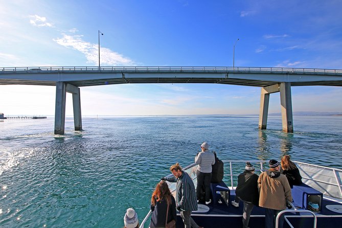 Cape Woolamai Sightseeing Cruise from San Remo - Key things to know before you go