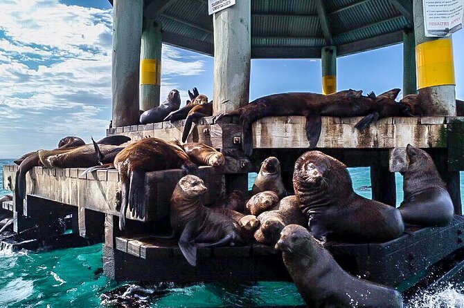 Cape Woolamai Sightseeing Cruise from San Remo - Pairing this cruise with the rest of your Phillip Island plans